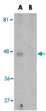 PAB12912 - APOBEC3G