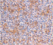 PAB12912 - APOBEC3G