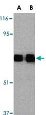 PAB12914 - CD290 / TLR10