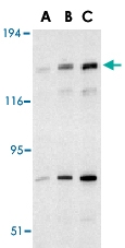 PAB12920 - NAIP