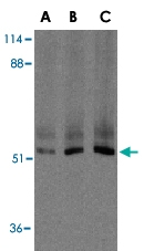 PAB12923 - IAP3 / BIRC4