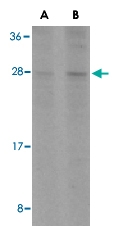 PAB12924 - Bcl-2-like 1