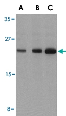 PAB12925 - Bcl-2-like 8