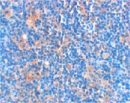 PAB12925 - Bcl-2-like 8