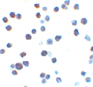 PAB12926 - Bcl-2-like 7