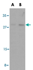 PAB12926 - Bcl-2-like 7