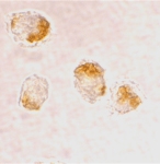 PAB12927 - Bax
