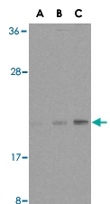 PAB12927 - Bax
