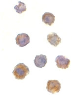 PAB12944 - mTOR / FRAP1