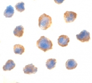 PAB12947 - EIF4EBP1 / 4E-BP1