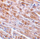 PAB12950 - C1QTNF3