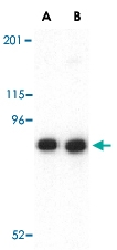 PAB12951 - Cadherin-13