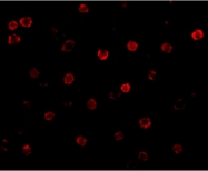 PAB12951 - Cadherin-13