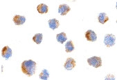 PAB12953 - CD271 / NGFR