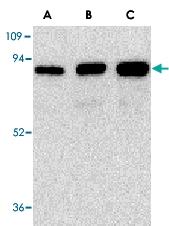 PAB12953 - CD271 / NGFR