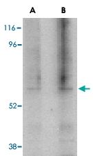 PAB12954 - TRAF3 / CRAF1