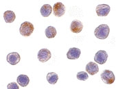 PAB12955 - TRAF3 / CRAF1