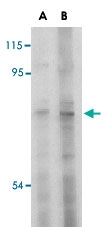 PAB12955 - TRAF3 / CRAF1