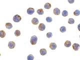 PAB12956 - CD107b / LAMP2