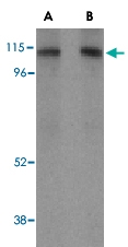 PAB12956 - CD107b / LAMP2
