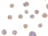 PAB12961 - Endophilin-B1