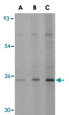 PAB12963 - EDA2R / TNFRSF27