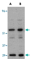 PAB12978 - PDCD4