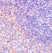 PAB12980 - FAF1