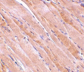 PAB12982 - Emerin