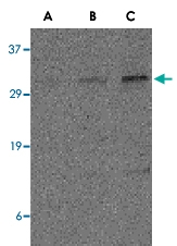 PAB12986 - CD273 / PDL2