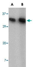 PAB12987 - CD82