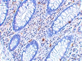 PAB12987 - CD82