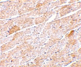 PAB12989 - Neuritin