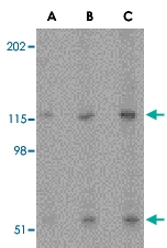 PAB12990 - Neurotrypsin