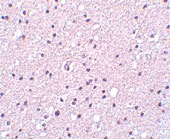 PAB12990 - Neurotrypsin