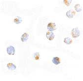 PAB12991 - ORAI2