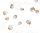 PAB12997 - BUB3