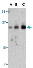 PAB13002 - FABP7