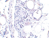 PAB13002 - FABP7