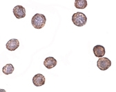 PAB13024 - CD184 / CXCR4