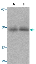 PAB13024 - CD184 / CXCR4