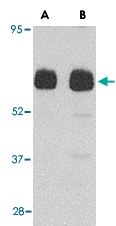 PAB13029 - UNC93B1