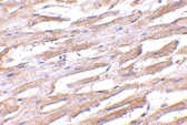 PAB13029 - UNC93B1