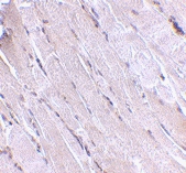 PAB13039 - WNT10B