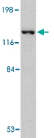 PAB13042 - DLGAP4 / SAPAP4