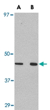 PAB13043 - WNT10A