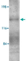 PAB13062 - Mucin-9