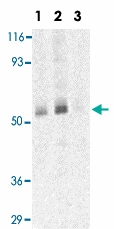 PAB13064 - CD193 / CCR3