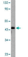 PAB13077 - Caspase-9