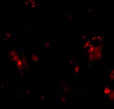 PAB13085 - CD263 / TRAILR3